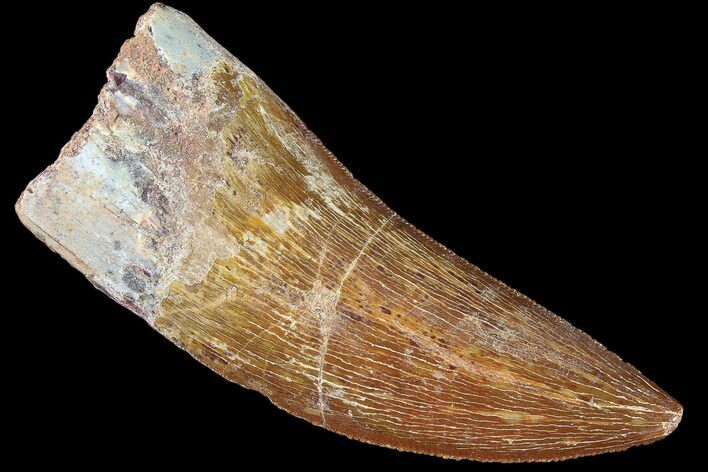 Serrated, Carcharodontosaurus Tooth - Beautiful Enamel #85788